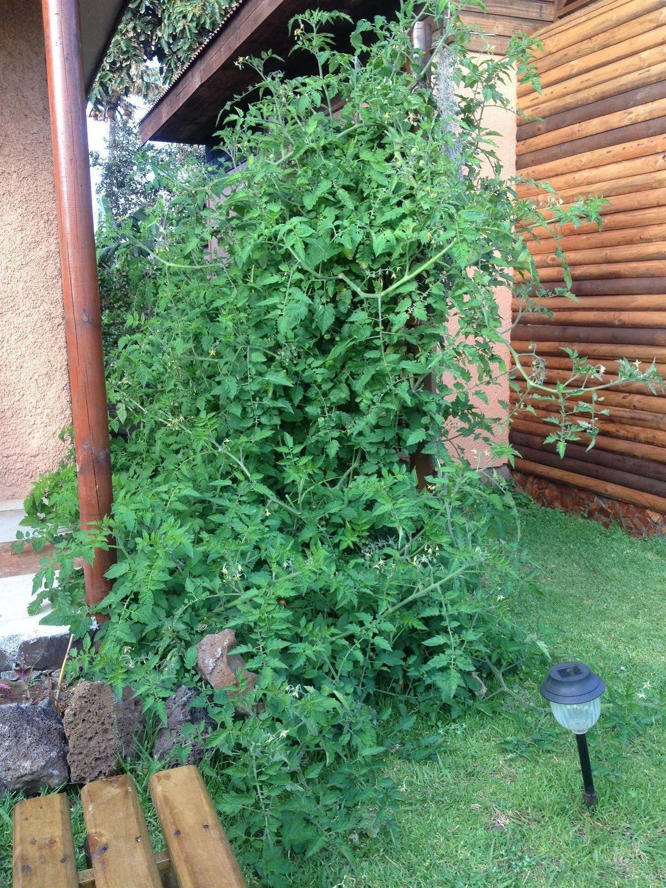 מלון הנגה רואה Cabanas Anakena מראה חיצוני תמונה
